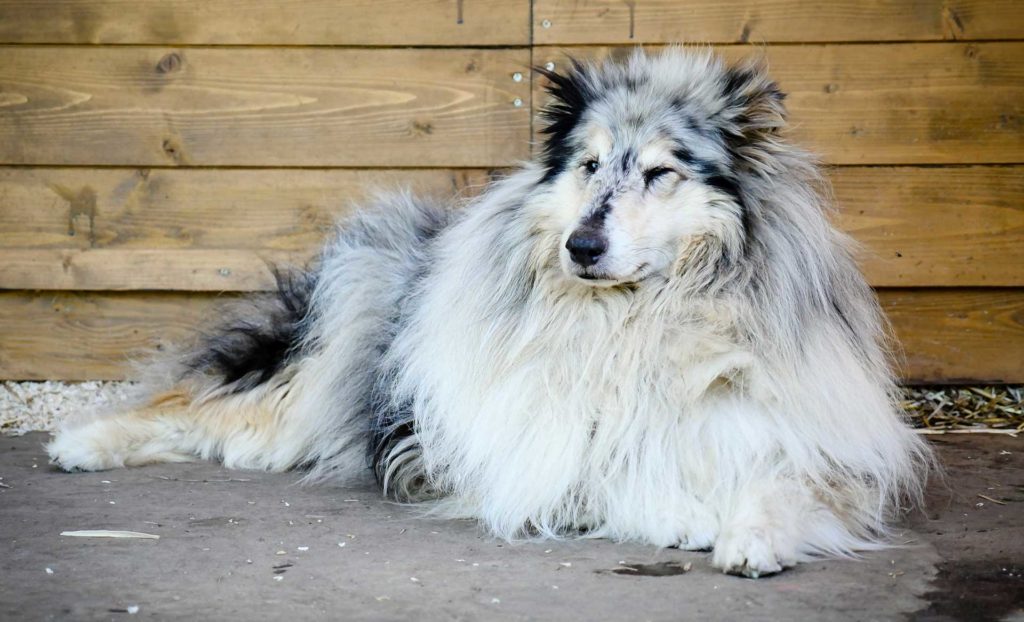 clinica veterinaria milano