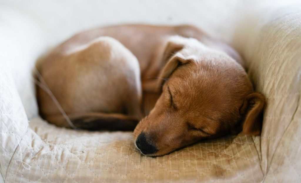 clinica veterinaria europea milano