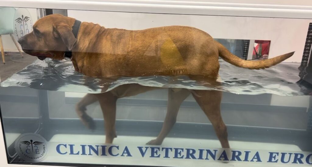 Riabilitazione cane dopo intervento chirurgico a Milano – Clinica Veterinaria Europea
