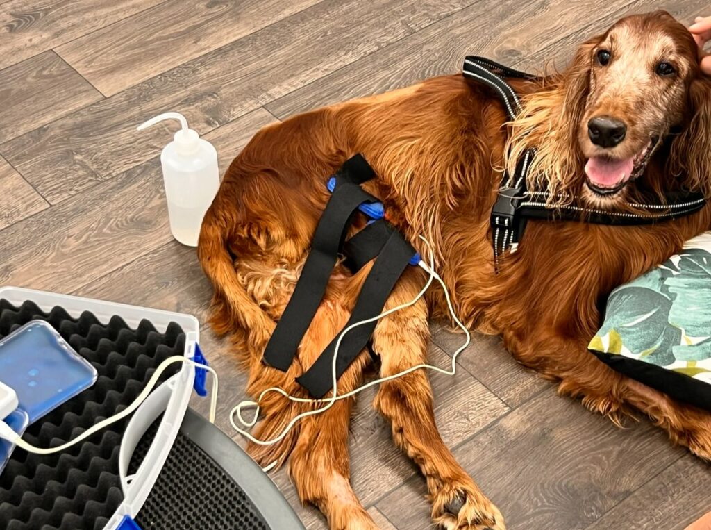 Fisioterapia per cane in piscina riabilitativa a Milano presso Clinica Veterinaria Europea