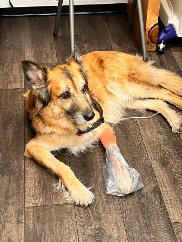 ozonoterapia Veterinaria milano - bagging