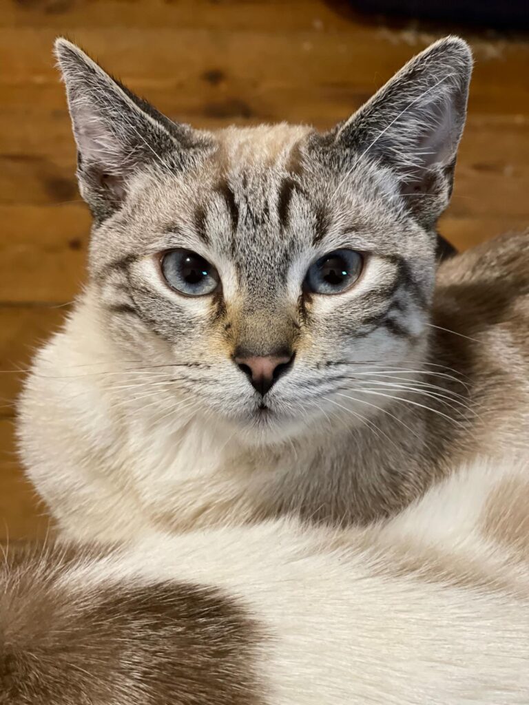 clinica veterinaria milano