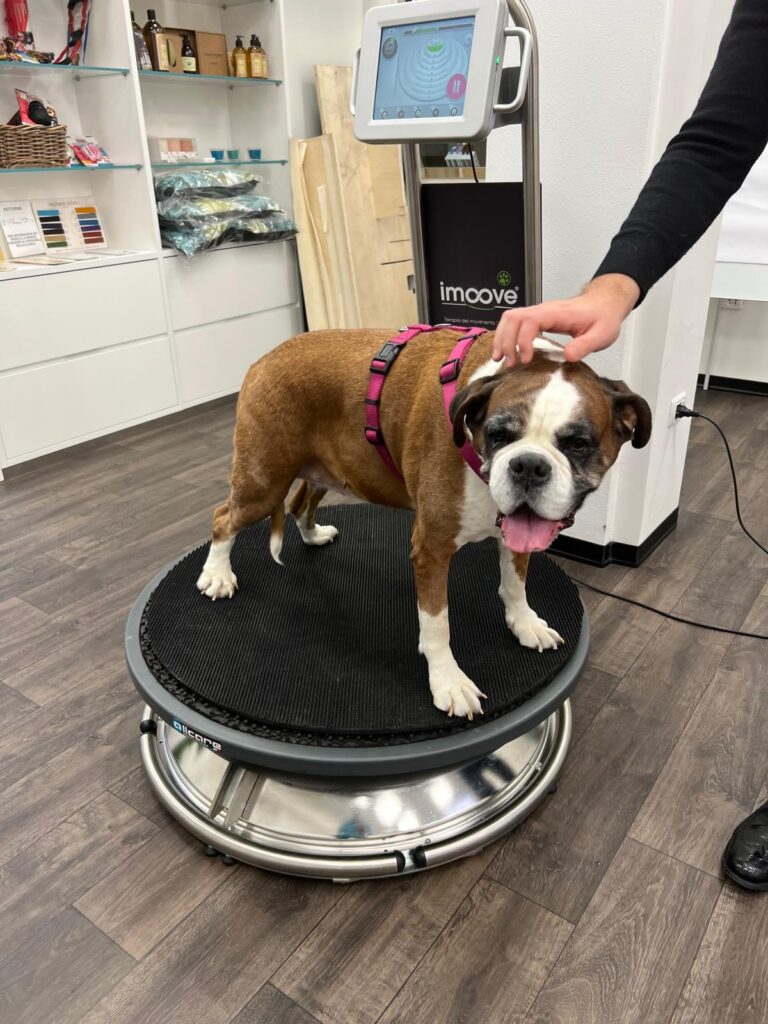 Cane in riabilitazione post-traumatica presso la Clinica Veterinaria Europea di Milano