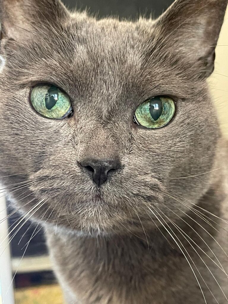 Gatto anziano con artrosi seguito con fisioterapia alla Clinica Veterinaria Europea di Milano