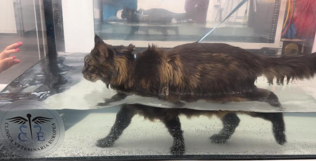 Fisioterapia per cane in piscina riabilitativa a Milano presso Clinica Veterinaria Europea