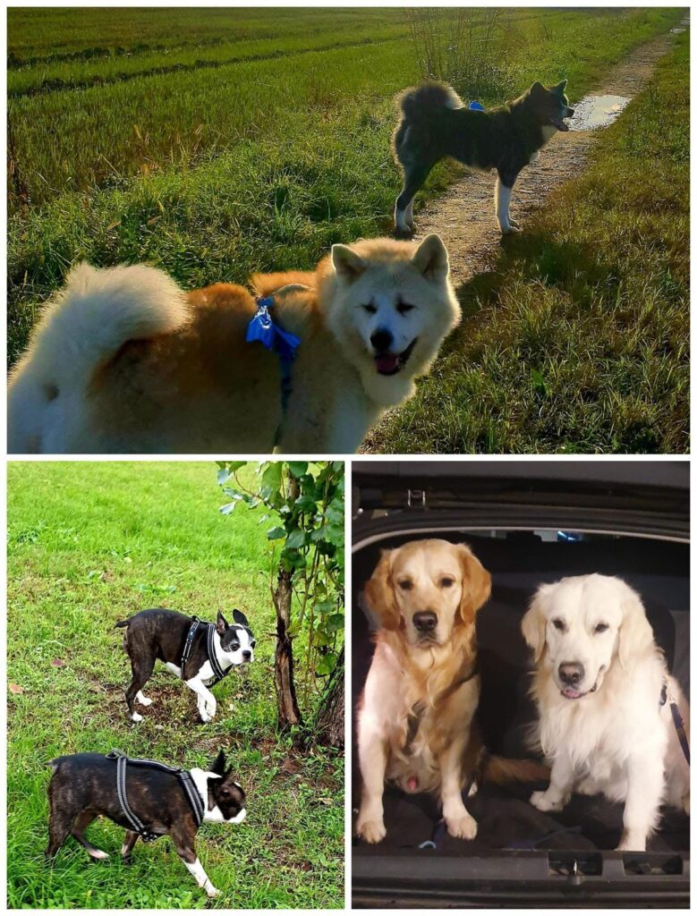 Cane anziano con artrosi in terapia riabilitativa presso Clinica Veterinaria Europea Milano